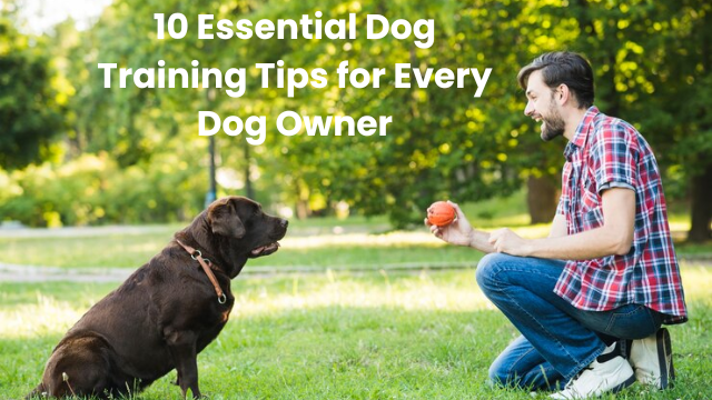 10 Essential Dog Training Tips for Every Dog Owner