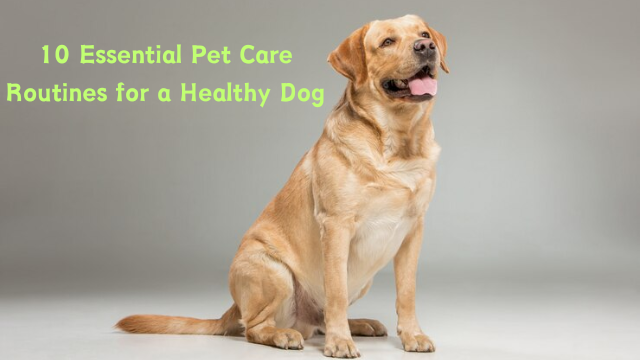 10 Essential Pet Care Routines for a Healthy Dog