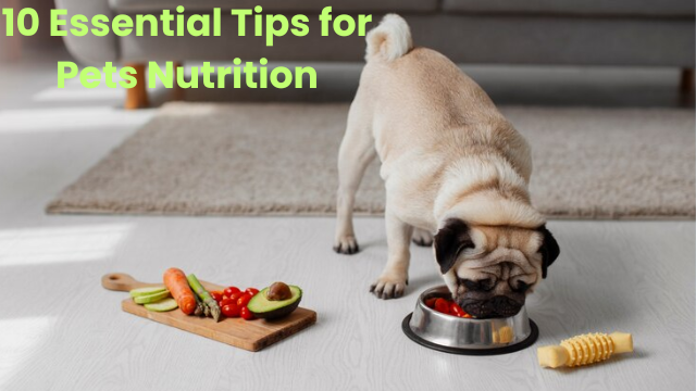 10 Essential Tips for Pets Nutrition