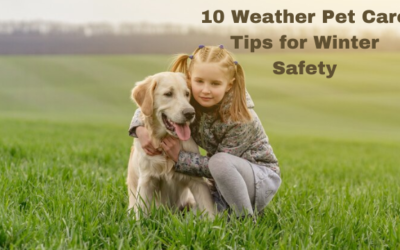 10 Weather Pet Care Tips for Winter Safety