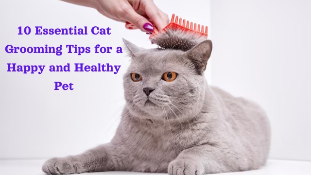 10 Essential Cat Grooming Tips for a Happy and Healthy Pet