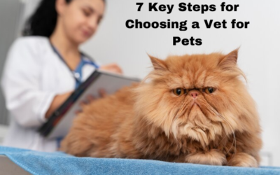 7 Key Steps for Choosing a Vet for Pets