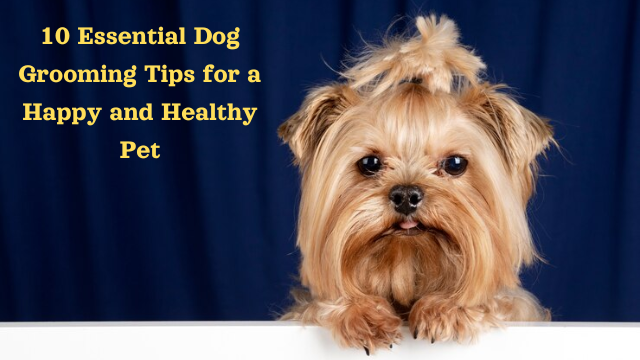 10 Essential Dog Grooming Tips for a Happy and Healthy Pet