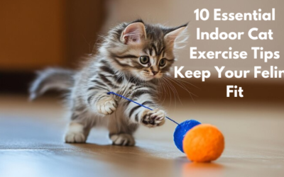 10 Essential Indoor Cat Exercise Tips Keep Your Feline Fit