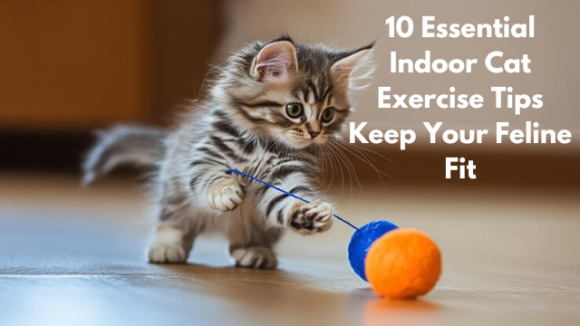 10 Essential Indoor Cat Exercise Tips Keep Your Feline Fit