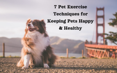 7 Pet Exercise Techniques for Keeping Pets Happy & Healthy